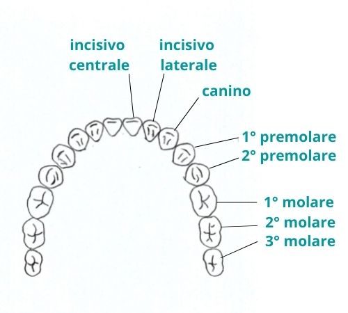 nomi dei denti e posizione