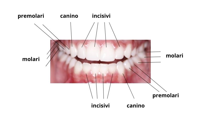 nome dei denti